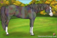 Horse Color:Nacre Black Sabino Splash 