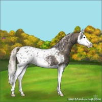 Horse Color:Silver Grullo Ice Roan Splash Appaloosa 