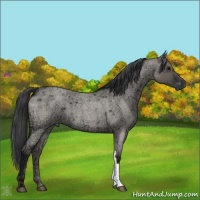 Horse Color:Grullo Ice Roan 
