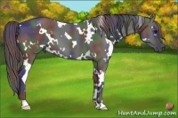 Horse Color:Nacre White Spotted Black