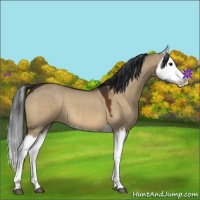 Horse Color:Brown Dun Splash
