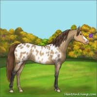 Horse Color:Buckskin Dun Appaloosa