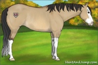 Horse Color:Bay Dun Splash Rabicano