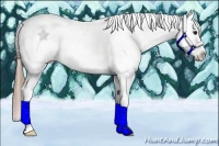 Horse Color:Smoky Black Splash Tobiano Appaloosa 