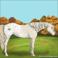 Horse Color:Smoky Creme Appaloosa 