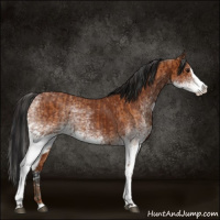 Horse Color:White Spotted Bay Splash and Gray White Spotted Bay Splash