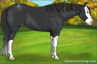 Horse Color:Black Splash Appaloosa 