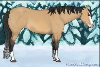 Horse Color:Bay Dun Splash 