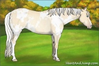 Horse Color:White Spotted Gold Cream Champagne Dun Rabicano 