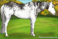 Horse Color:White Spotted Smoky Black Splash 