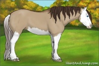 Horse Color:Liver Red Dun Splash 