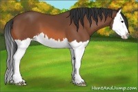 Horse Color:Bay Splash 