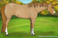 Horse Color:Red Roan 