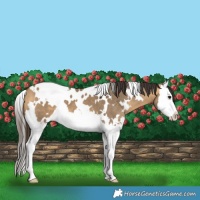 Horse Color:White Spotted Buckskin Dun Splash