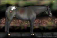 Horse Color:Liver Chestnut Appaloosa 