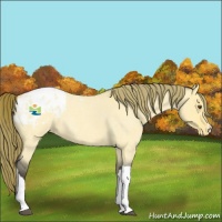 Horse Color:Buckskin Roan Dun Appaloosa 