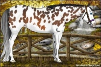 Horse Color:Bay Splash Appaloosa