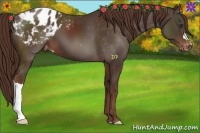 Horse Color:Liver Chestnut Appaloosa