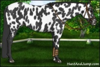 Horse Color:Black Appaloosa 