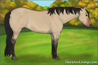 Horse Color:Gray Bay Dun 