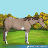 Horse Color:Classic Champagne Tobiano