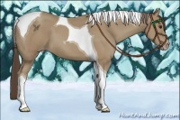 Horse Color:Classic Champagne Tobiano 