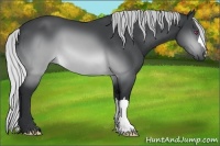 Horse Color:Silver Brown Chinchilla 