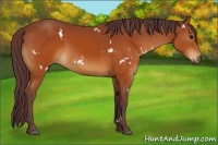 Horse Color:White Spotted Chocolate Brown Rabicano