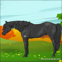 Horse Color:Black 