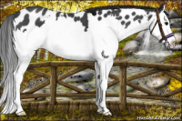 Horse Color:Blue Roan Splash Near Leopard 