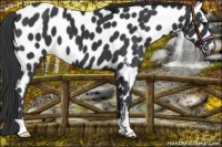 Horse Color:Black Appaloosa 