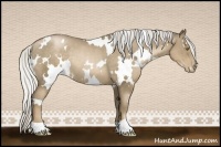 Horse Color:White Spotted Silver Black Pearl Rabicano