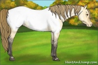 Horse Color:Buckskin Roan Dun Appaloosa