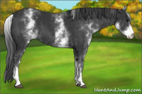 Horse Color:White Spotted Black 
