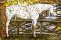 Horse Color:Chestnut Appaloosa 