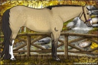 Horse Color:Buckskin Dun 