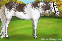 Horse Color:White Spotted Liver Chestnut Splash 