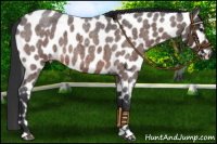Horse Color:Brown Roan Leopard 