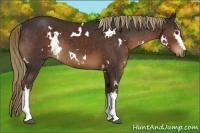 Horse Color:White Spotted Liver Chestnut 