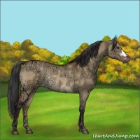 Horse Color:Brown Ice Dun Rabicano