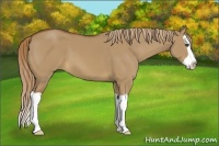 Horse Color:Red Dun Splash 