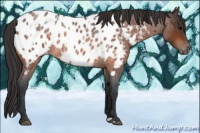 Horse Color:Brown Roan Appaloosa  and Bay Roan Appaloosa 