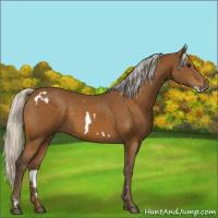 Horse Color:White Spotted Silver Buckskin 