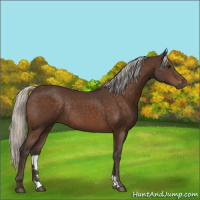 Horse Color:Silver Brown Rabicano 