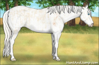 Horse Color:Cremello Sabino  and Gray Cremello Sabino 