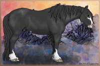 Horse Color:Black Sabino