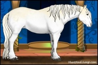 Horse Color:White Spotted Palomino