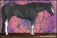 Horse Color:White Spotted Black Sabino 