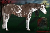 Horse Color:Liver Chestnut Sabino Splash 