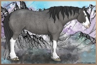 Horse Color:Blue Roan Splash 